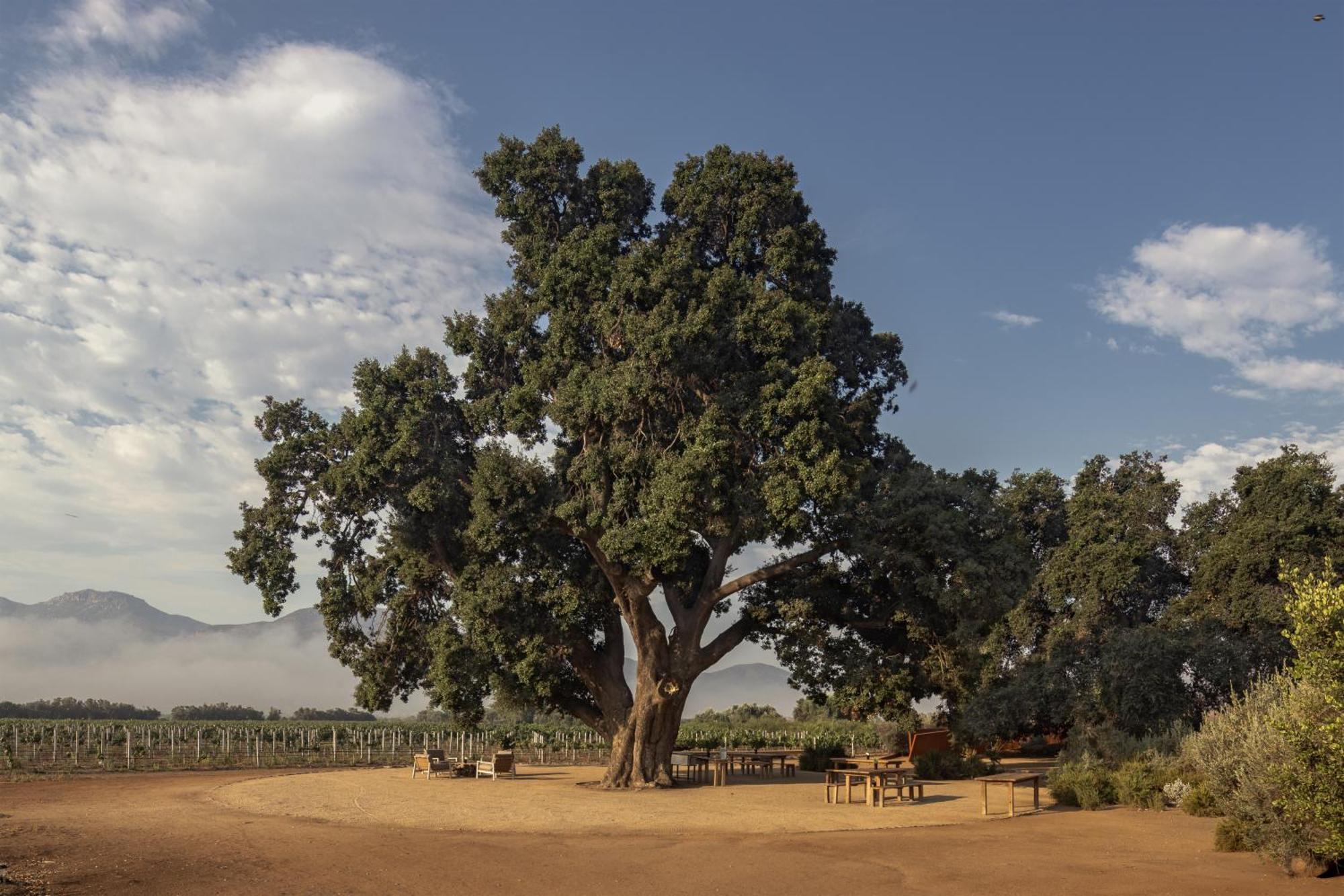 Bruma Wine Resort Valle de Guadalupe Esterno foto