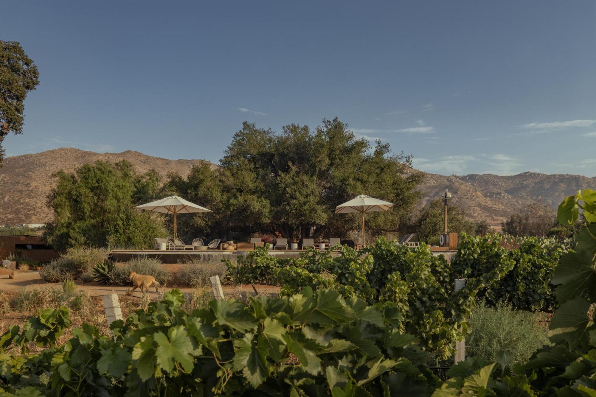 Bruma Wine Resort Valle de Guadalupe Esterno foto